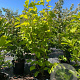 Magnolia 'Yellow River' 175-200 cm cont. 150L meerstammig
