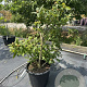 Mespilus germanica 100-125 cm 50L meerstammig