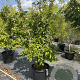 Mespilus germanica 125-150 cm 50L meerstammig