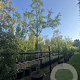 Metasequoia glyptostroboides 25-30 HO cont. 110L
