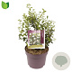 Osmanthus burkwoodii 40-50 cm 7,5L