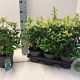 Osmanthus heter. 'Goshiki' 20-30 cm 2,0L