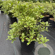 Osmanthus heter. 'Goshiki' 30-40 cm 10L