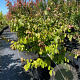 Parrotia persica 100-125 cm 30L