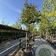 Parrotia persica 16-18 HO cont. 100L 180 cm stam leiboom