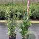Quercus ilex 125-150 cm 15L