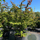 Parrotia persica 175-200 cm cont. 80L meerstammig