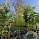 Parrotia persica 20-25 cm cont. 130L