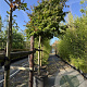 Parrotia persica 25-30 cm container 200 cm stam leiboom