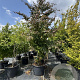 Parrotia persica 350-400 cm cont. 175L 