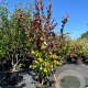 Parrotia persica 'Vanessa' 200-250 cm cont. 130L