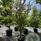Parrotia persica 'Vanessa' 300-350 cm cont. 80L