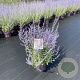 Perovskia 'Blue Spire' 50-60 cm 5,0L