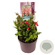 Penstemon Polaris Red GM 2,0L