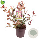 Photinia fraseri Louise 50-60 cm 10L