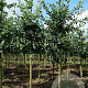 Quercus robur 14-16 HO draadkluit