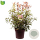 Photinia fraseri 'Red Robin' 100-125 cm 20L