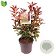 Photinia fraseri 'Red Robin' 60-70 cm 10L