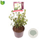 Philadelphus 'Lemoinei' 30-35 cm 3,0L