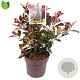 Photinia Magical Volcano 50-60 cm 10L