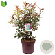 Photinia Magical Volcano 80-100 cm 20L