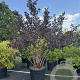 Physocarpus opulif. 'Diabolo' 175-200 cm cont. 150L meerstammig