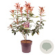 Photinia serratifolia Crunchy 50-60 cm 10L