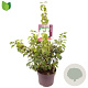 Philadelphus 'Snowbelle' 60-80 cm 7,5L