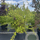 Philadelphus 'Virginal' 150-175 cm cont. 70L