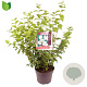 Philadelphus 'Virginal' 60-80 cm 7,5L