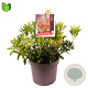 Pieris 'Forest Flame' 20-30 cm 5,0L