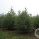 Salix alba 300-350 cm draadkluit meerstammig