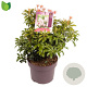 Pieris japonica 'Bonfire' 20-30 cm 5,0L