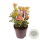 Pieris jap. 'Carnaval' 15-20 cm 2,0L