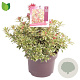 Pieris jap. 'Carnaval' 20-30 cm 5,0L