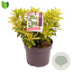 Pieris jap. 'Cupido' 15-20 cm 2,0L