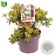 Pieris jap. 'Cupido' 20-30 cm 5,0L