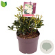 Pieris jap. 'Debutante' 15-20 cm 2,0L