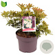 Pieris jap. 'Debutante' 20-30 cm 5,0L