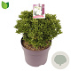 Pieris jap. 'Debutante' 30-40 cm 7,5L