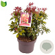 Pieris jap. 'Katsura' 20-30 cm 5,0L
