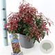 Pieris jap. 'Katsura' 50-60 cm 13L