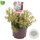 Pieris jap. 'Little Heath' 15-20 cm 2,0L