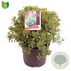Pieris jap. 'Little Heath' 30-40 cm 7,5L