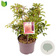 Pieris jap. 'Mountain Fire' 15-20 cm 2,0L