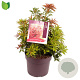 Pieris jap. 'Mountain Fire' 30-40 cm 7,5L