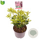 Pieris jap. 'Passion' 15-20 cm 2,0L