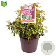 Pieris jap. 'Passion' 30-40 cm 7,5L