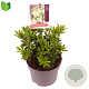 Pieris jap. 'Prelude' 15-20 cm 2,0L