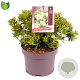 Pieris jap. 'Prelude' 20-30 cm 5,0L
